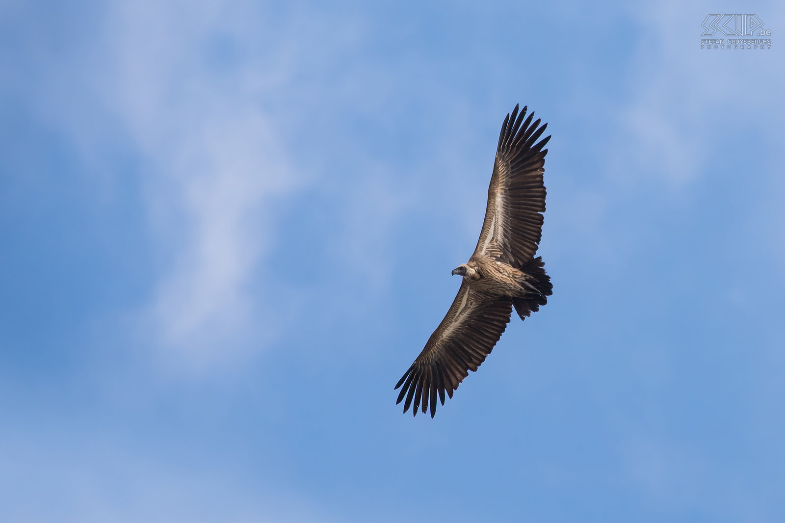 Lower Zambezi - Witruggier Een witruggier (White-backed vulture, Gyps africanus) boven de Zambezi rivier. Een volwassen witruggier is ongeveer 94cm lang en kan een vleugelspanwijdte hebben van 218cm. Stefan Cruysberghs
